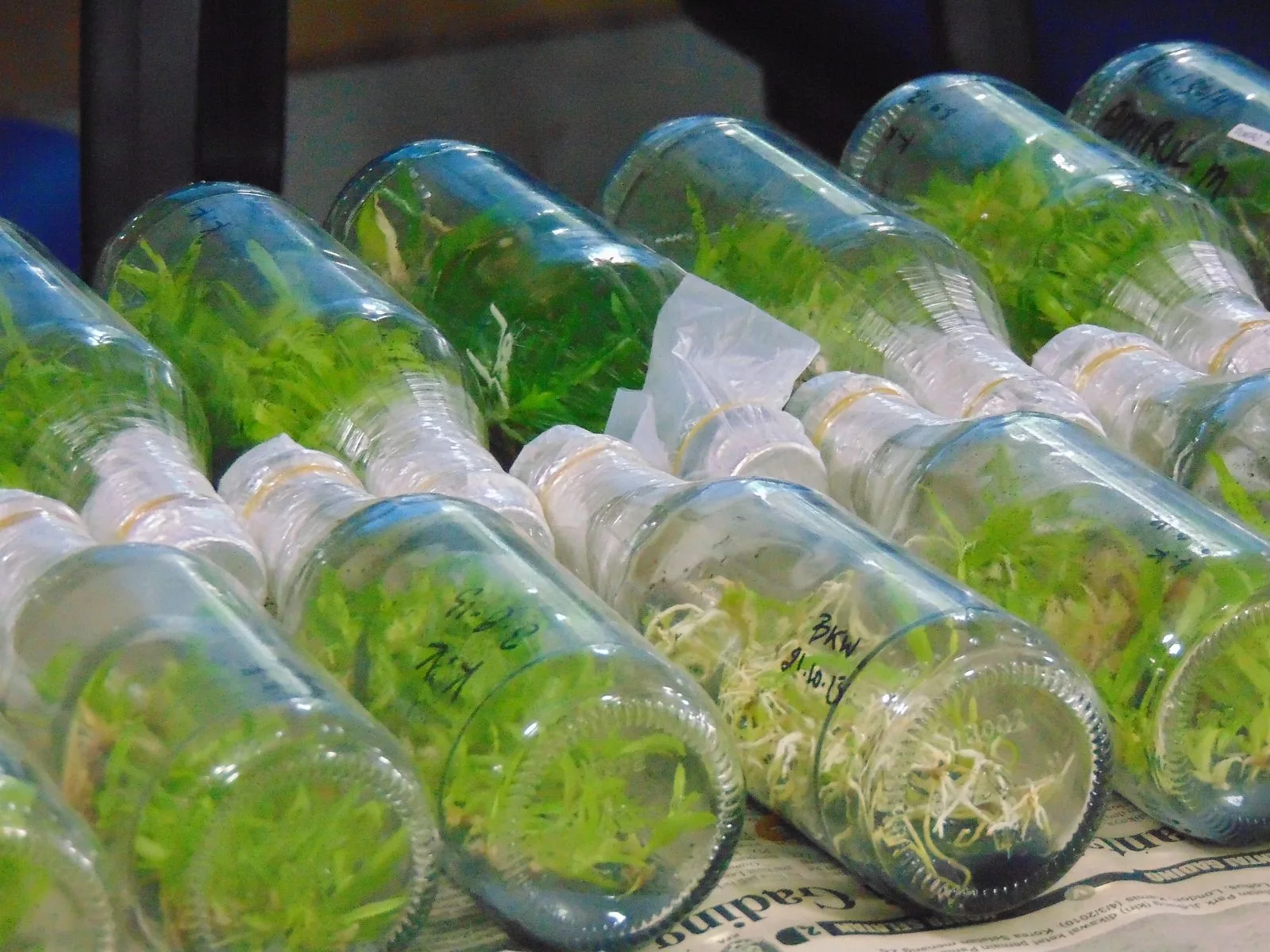 Rows of tissue-culture bottles with plantlets, ready for a real lab shelf